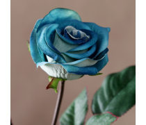玫瑰花